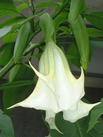 �G���W�F���X�E�g�����y�b�g�E�c���[(Angel's trumpet tree)