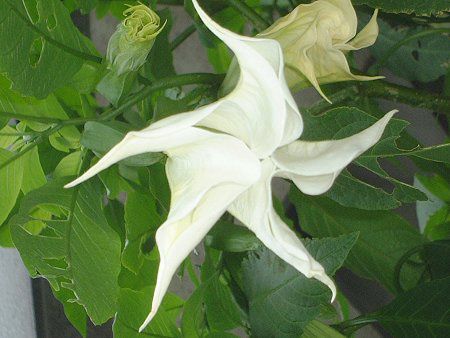 �G���W�F���X�E�g�����y�b�g�E�c���[(Angel's trumpet tree)