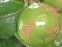 ��