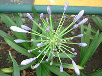 �A�K�p���T�X(Agapanthus)