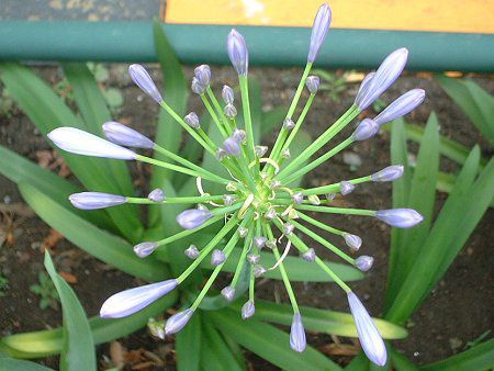 �A�K�p���T�X(Agapanthus)