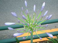 �A�K�p���T�X(Agapanthus)