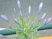 �A�K�p���T�X(Agapanthus)