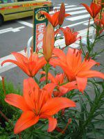 �A�W�A���e�B�b�N�n�C�u���b�h(Asiatic Hybrids)