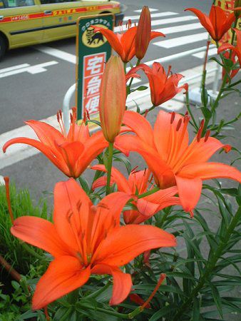 �A�W�A���e�B�b�N�n�C�u���b�h(Asiatic Hybrids)