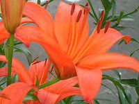 �A�W�A���e�B�b�N�E�n�C�u���b�h�iAsiatic Hybrids�j