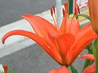 �A�W�A���e�B�b�N�n�C�u���b�h(Asiatic Hybrids)