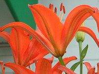 �A�W�A���e�B�b�N�n�C�u���b�h(Asiatic Hybrids)
