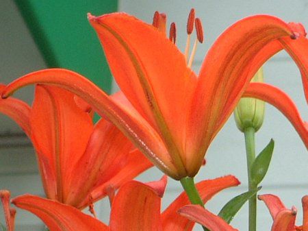 �A�W�A���e�B�b�N�n�C�u���b�h(Asiatic Hybrids)