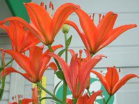 �A�W�A���e�B�b�N�n�C�u���b�h(Asiatic Hybrids)