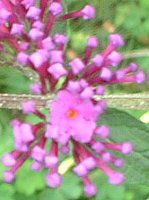 �u�b�h���A(Buddreaja)