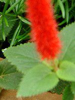 �A�J���t�@�E�q�X�s�_(Acalypha hispida)