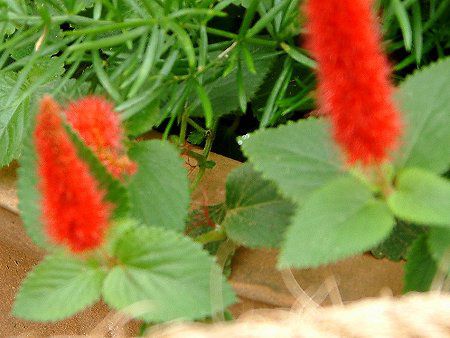 �A�J���t�@�E�q�X�s�_(Acalypha hispida)