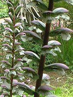 �A�J���T�X(Acanthus)