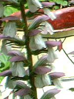 �A�J���T�X(Acanthus)