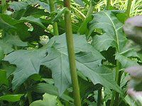 �A�J���T�X(Acanthus)
