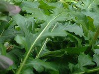�A�J���T�X(Acanthus)