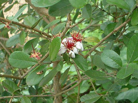 �t�F�C�W���A(Feijoa)