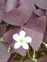 �I�L�U���X ��g���C�A���O�����X(Oxalis triangularis)