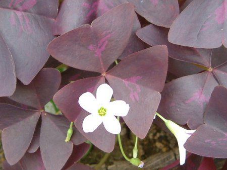 �I�L�U���X(Oxalis)