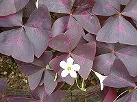 �I�L�U���X ��g���C�A���O�����X(Oxalis triangularis)