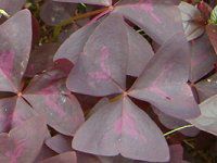 �I�L�U���X ��g���C�A���O�����X(Oxalis triangularis)