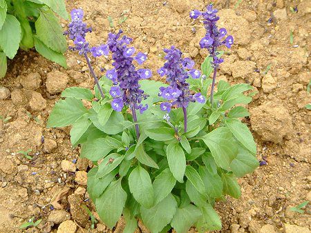 �u���[�T���r�A(Blue salvia)