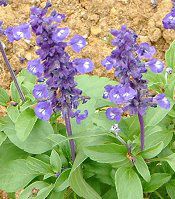 �u���[�T���r�A�iBlue salvia�j