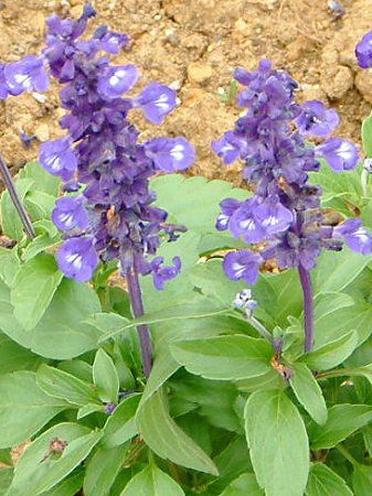 �u���[�T���r�A(Blue salvia)