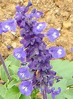 �u���[�T���r�A(Blue salvia)