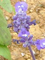 �u���[�T���r�A(Blue salvia)