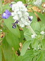 �u���[�T���r�A(Blue salvia)