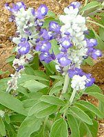 �u���[�T���r�A(Blue salvia)
