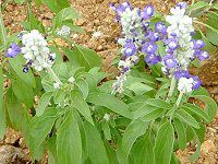 �u���[�T���r�A(Blue salvia)