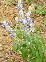 �u���[�T���r�A(Blue salvia)