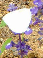 �u���[�T���r�A(Blue salvia)