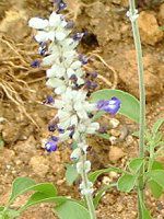 �u���[�T���r�A(Blue salvia)