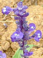 �u���[�T���r�A(Blue salvia)