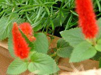 �L���b�g�e�[���iCat tail�j