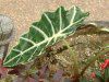�A���J�V�A�iAlocasia�j