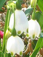 �X�m�[�t���[�N(Snowflake)