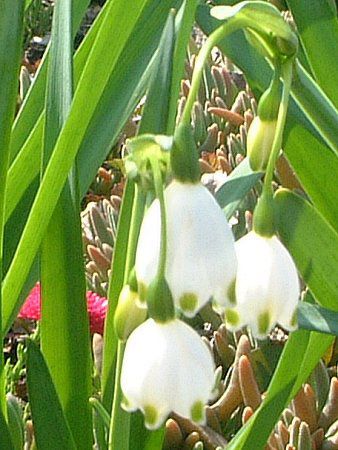 �X�m�[�t���[�N(Snowflake)