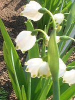 �X�m�[�t���[�N(Snowflake)