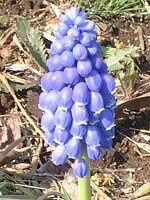 ���X�J��(Muscari)