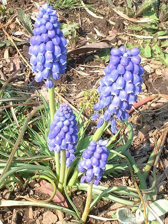 ���X�J��(Muscari)