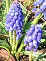 ���X�J��(Muscari)
