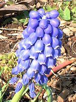 ���X�J��(Muscari)