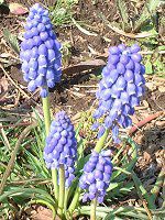 ���X�J��(Muscari)