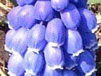 ���X�J��(Muscari)