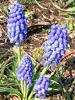 ���X�J��(Muscari)